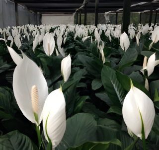 white flower plants